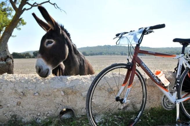   FOTO -   La Puglia in bicicletta - Itinerario rigorosamente su due ruote. tra le bellezze di Alberobello, Ostuni, Gallipoli, S. Maria di Leuca, Otranto. C_2_fotogallery_1019911__ImageGallery__imageGalleryItem_1_image