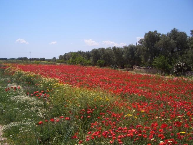   FOTO -   La Puglia in bicicletta - Itinerario rigorosamente su due ruote. tra le bellezze di Alberobello, Ostuni, Gallipoli, S. Maria di Leuca, Otranto. C_2_fotogallery_1019911__ImageGallery__imageGalleryItem_8_image